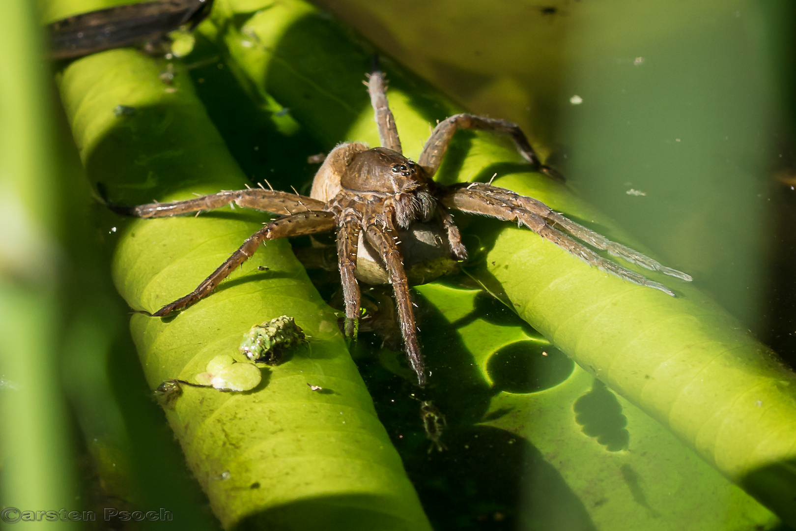 Riesen Wasserspinne 