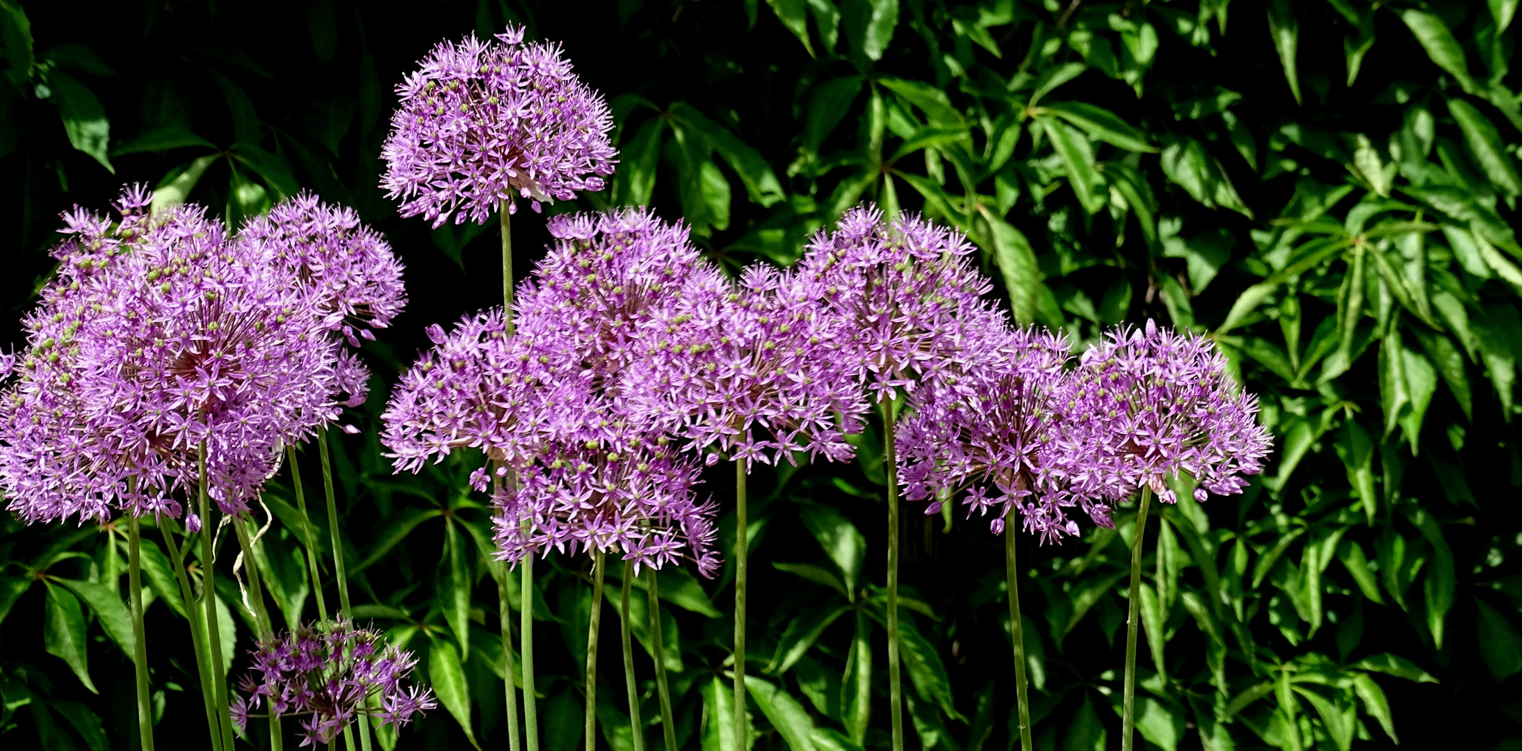 Riesen-Zierlauch (Allium)...