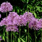 Riesen-Zierlauch (Allium)...