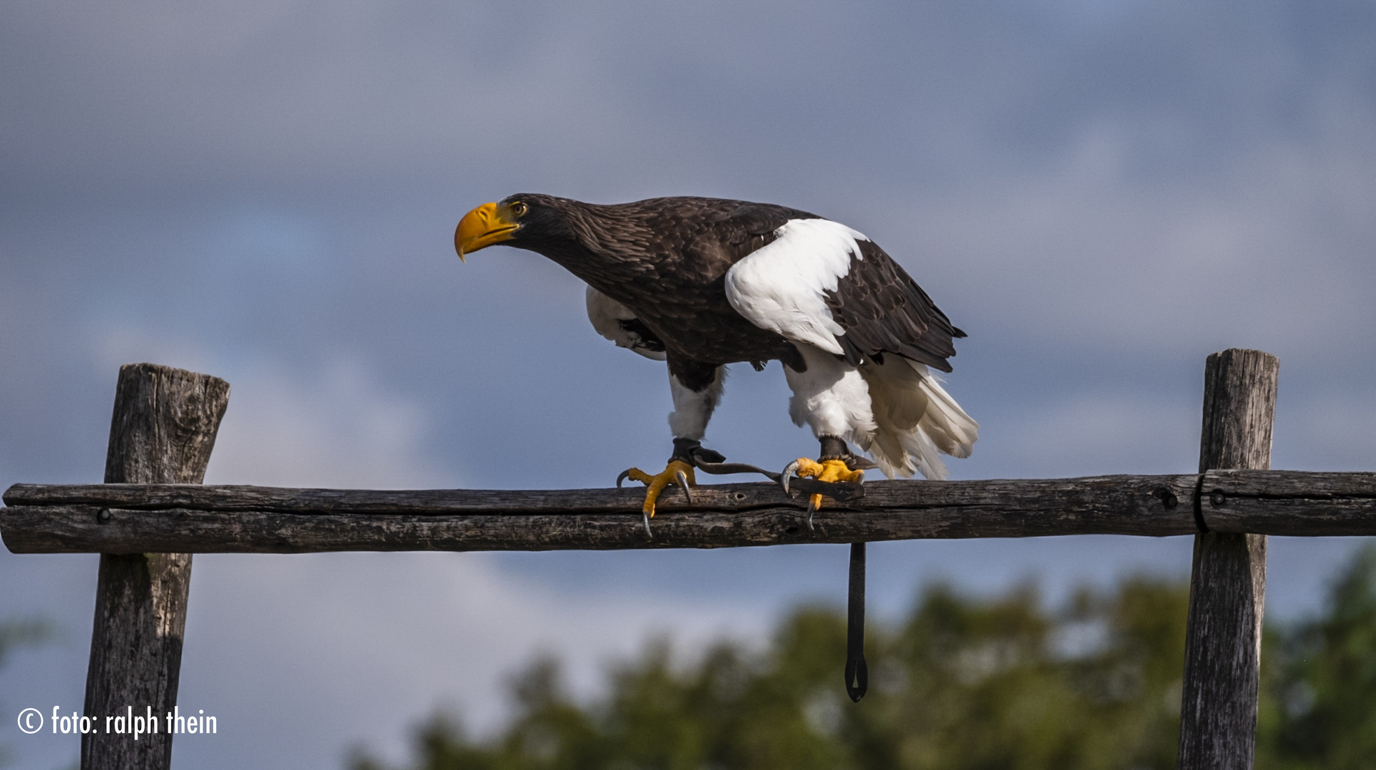 Riesenadler