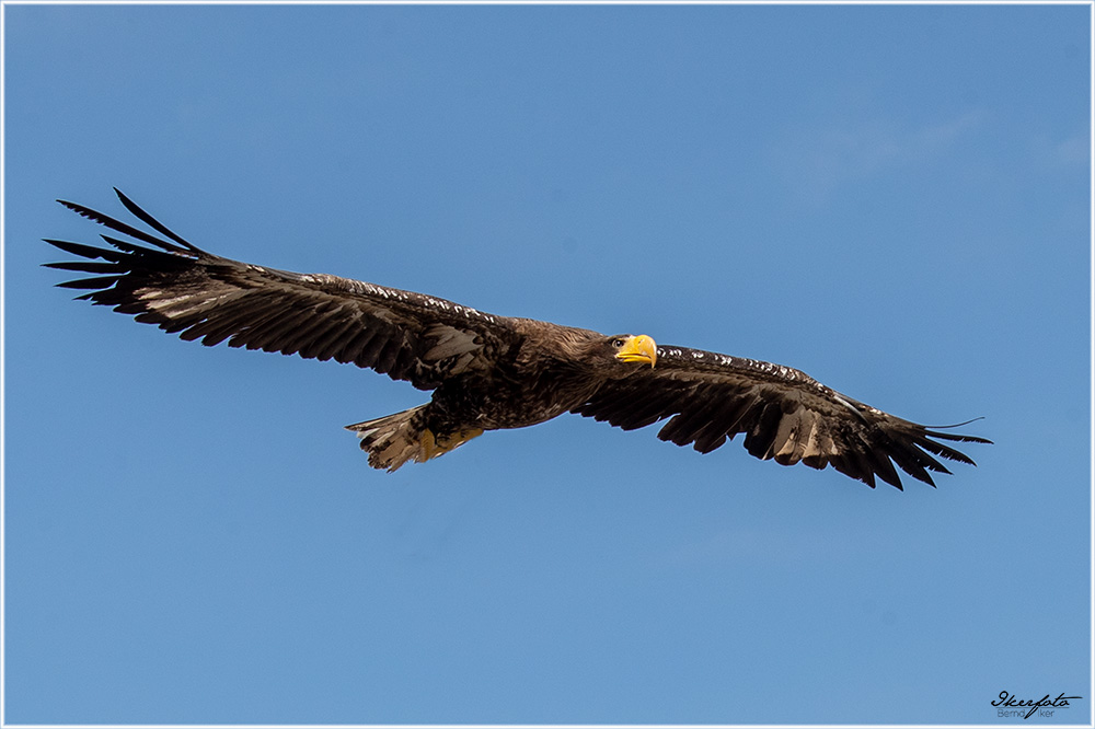 Riesenadler