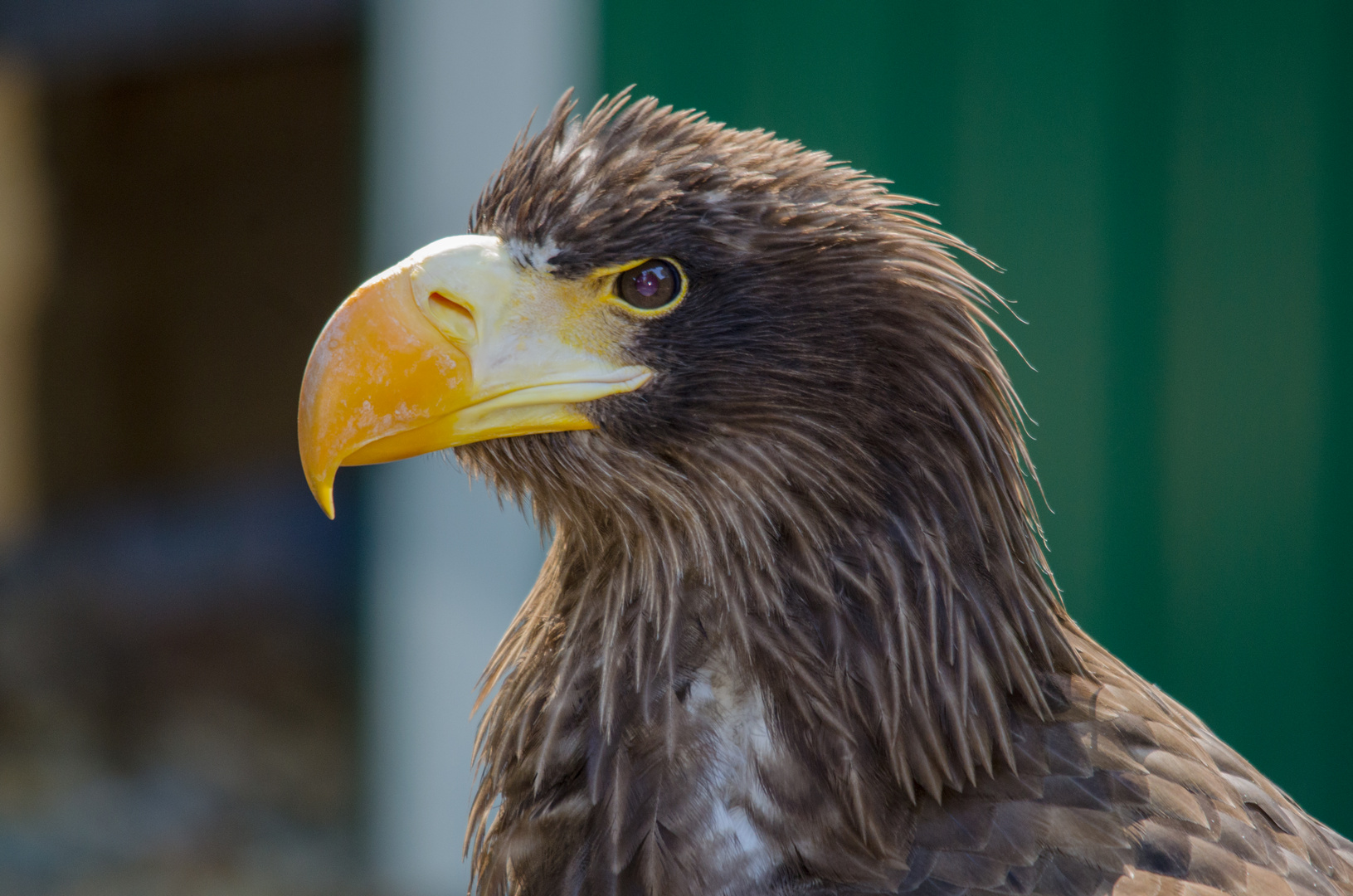 Riesenadler