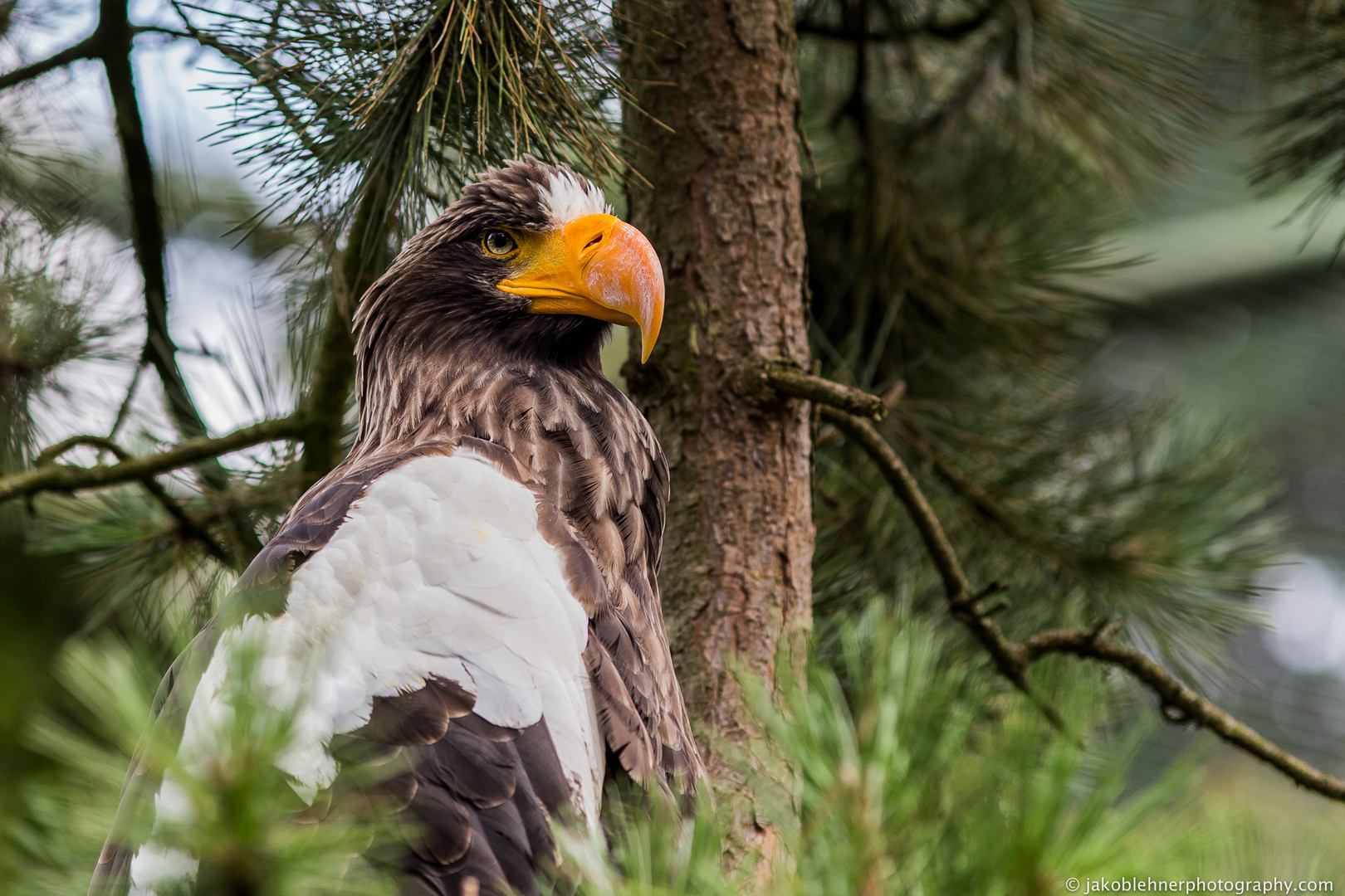 Riesenadler