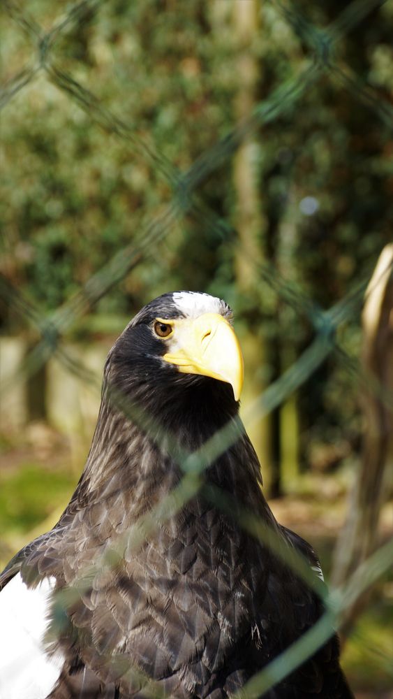 Riesenadler Beobachtet 