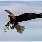 Riesenadler vor dem Zugriff