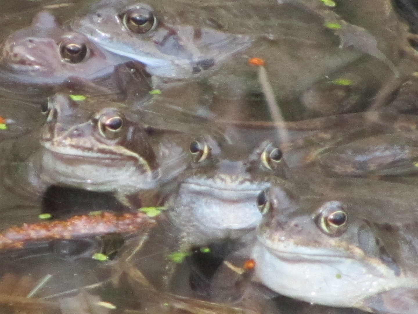 Riesenandrang im Laichtümpel