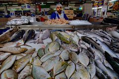 Riesenauswahl Fischmarkt Abu Dhabi