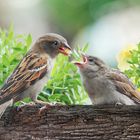 Riesenbaby wird gefüttert