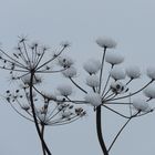 Riesenbärenklau im Schnee