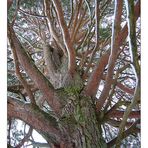 Riesenbaum