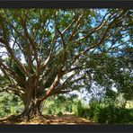 Riesenbaum bei Taunggyi