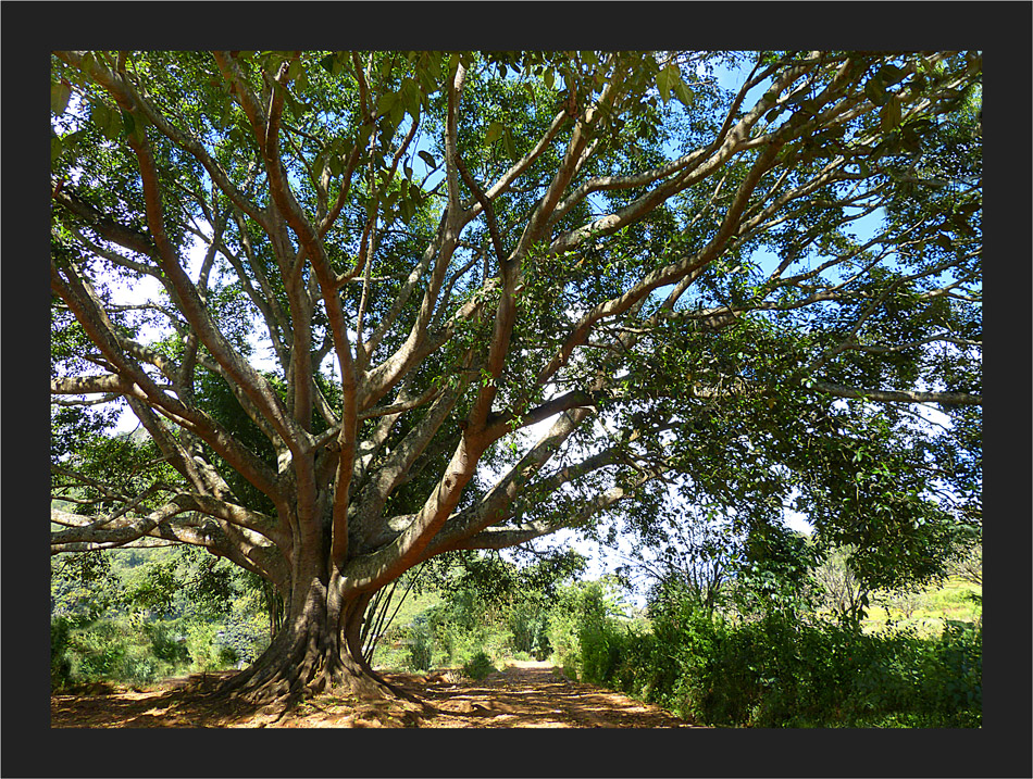 Riesenbaum bei Taunggyi