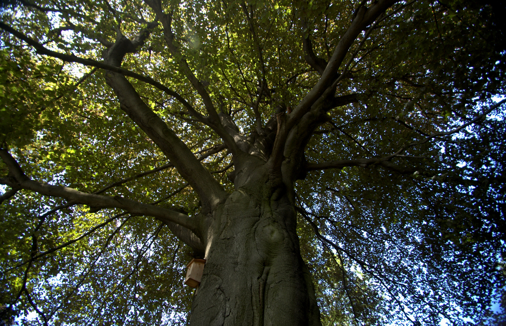 Riesenbaum II mit Vogelhäuschen