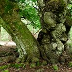 Riesenbaum im Hutewald