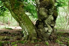 Riesenbaum im Hutewald