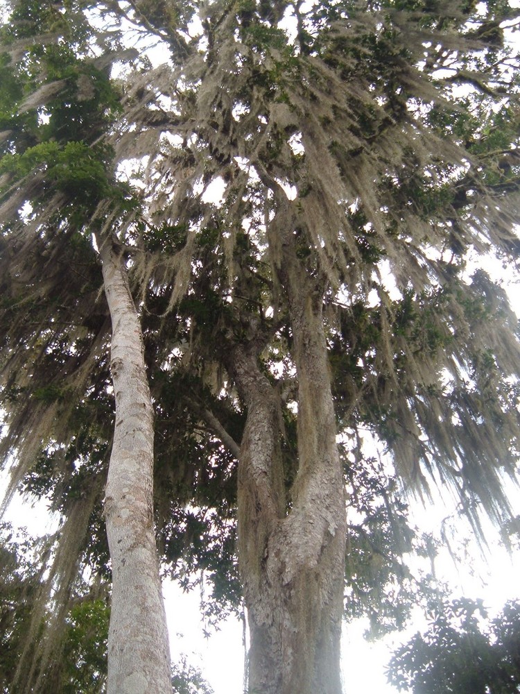 Riesenbaum in Tikal, Guatemala