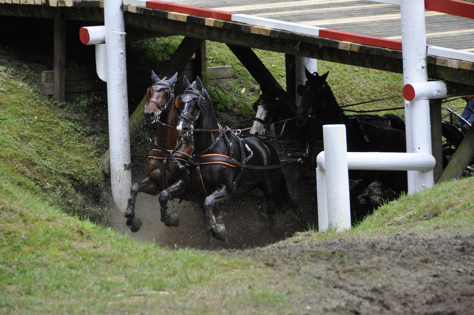 Riesenbeck-Pferdesport