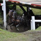 Riesenbeck-Pferdesport