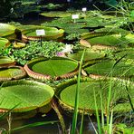 Riesenblätter der victoria regia