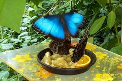 Riesenbläulinge (Morpho peleides)