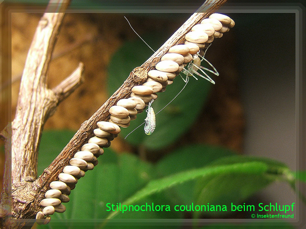 Riesenblattschrecke - Stilpnochlora couloniana beim Schlupf