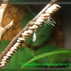 Riesenblattschrecke - Stilpnochlora couloniana beim Schlupf