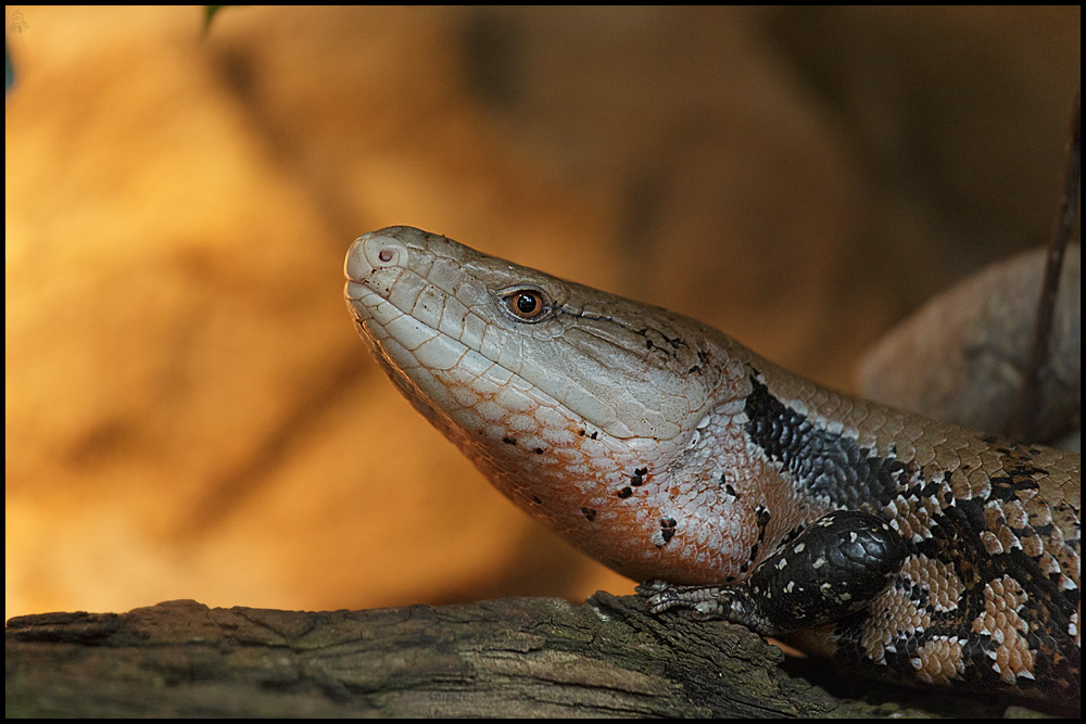 Riesenblauzungenskink