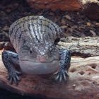 Riesenblauzungenskink (Exotarium Zoo Neuwied)