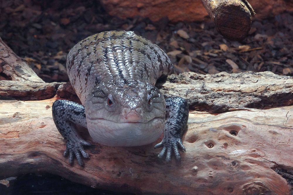 Riesenblauzungenskink (Exotarium Zoo Neuwied)