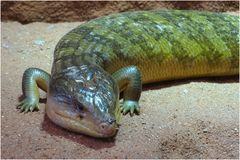 Riesenblauzungenskink (ZOO NEUWIED)