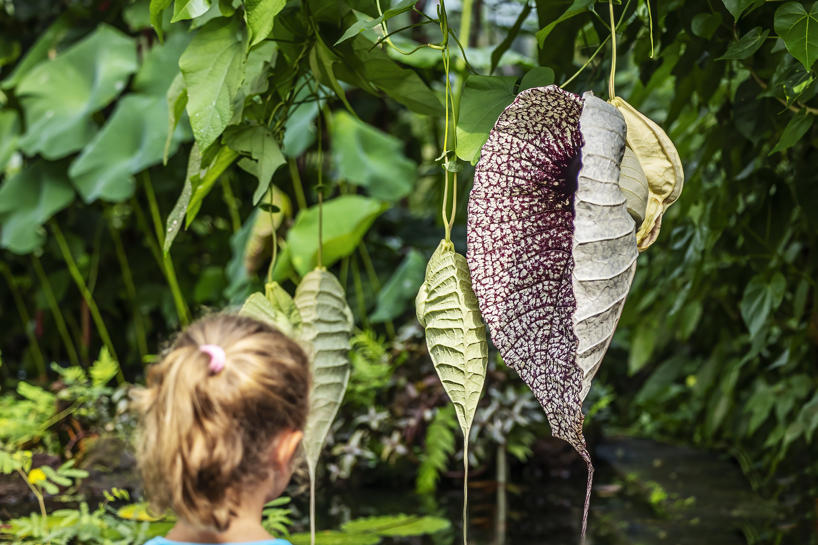 Riesenblümchen 2, Aristolochia im Palmengarten