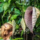 Riesenblümchen 2, Aristolochia im Palmengarten