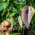 Riesenblümchen 2, Aristolochia im Palmengarten