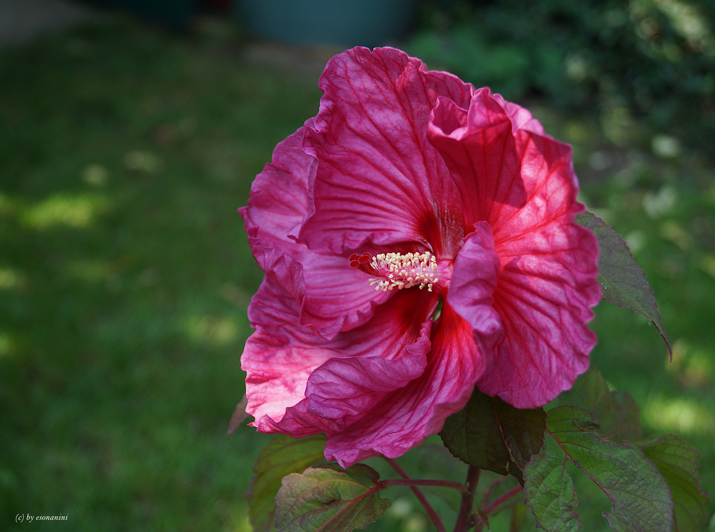 Riesenblüte