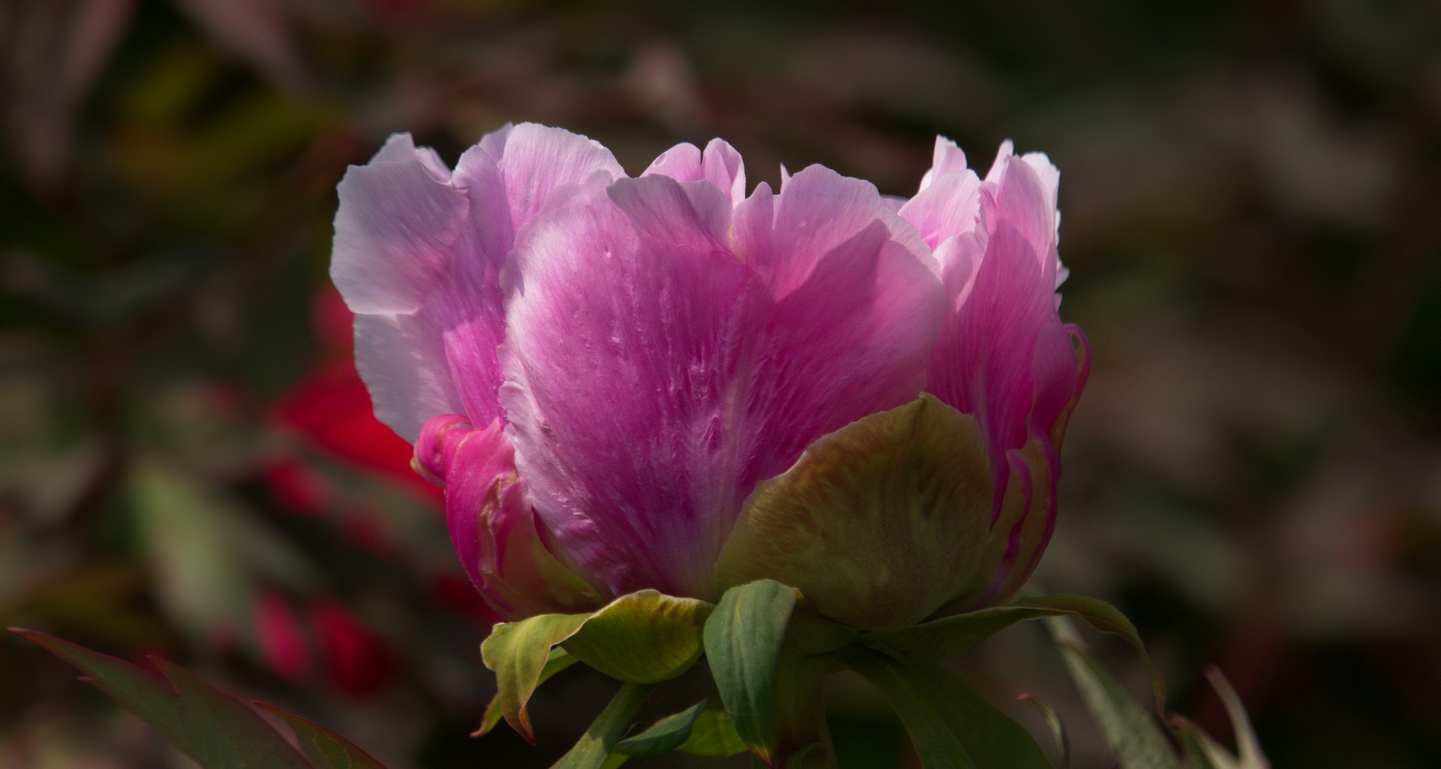 Riesenblüte...