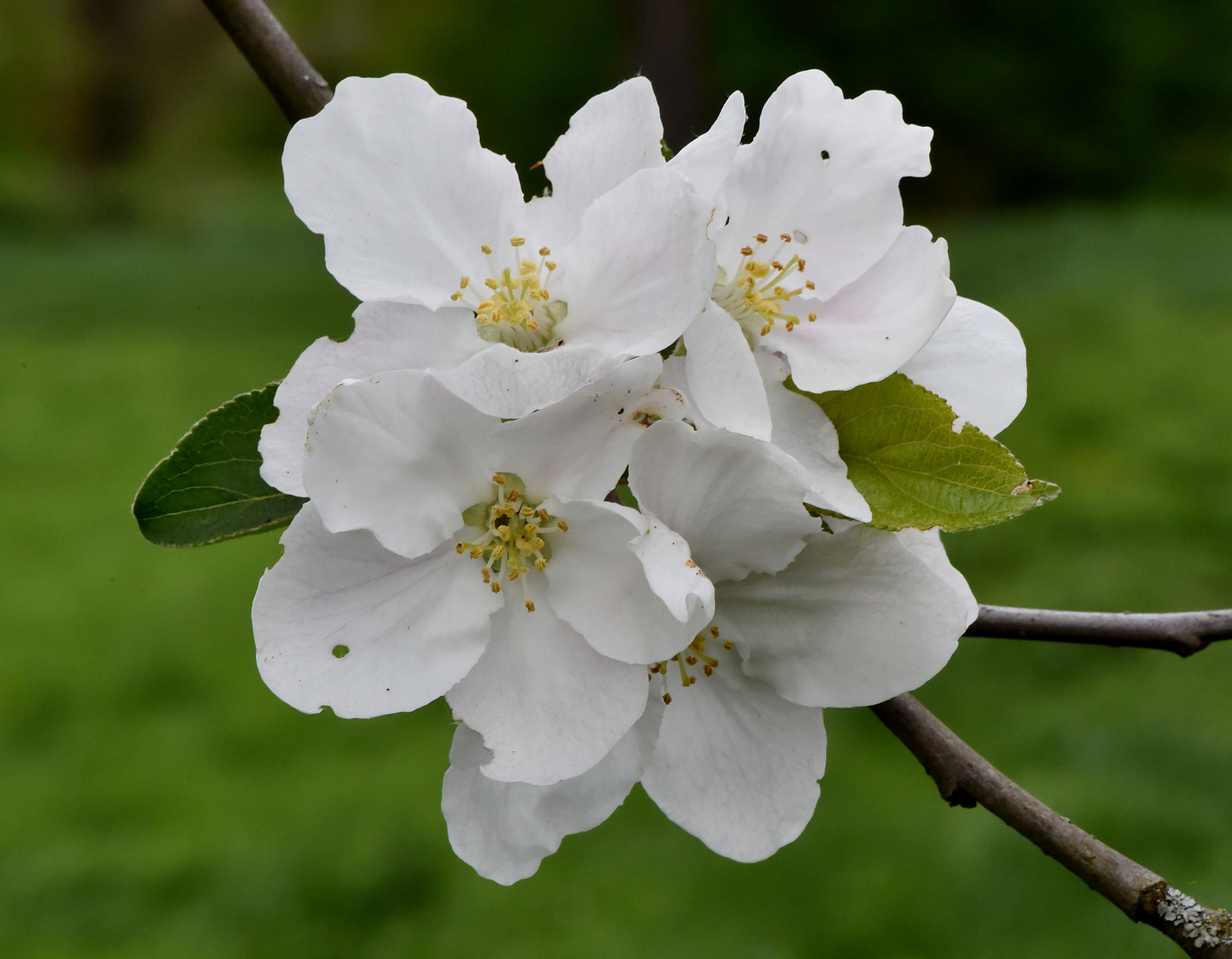 Riesenblüten