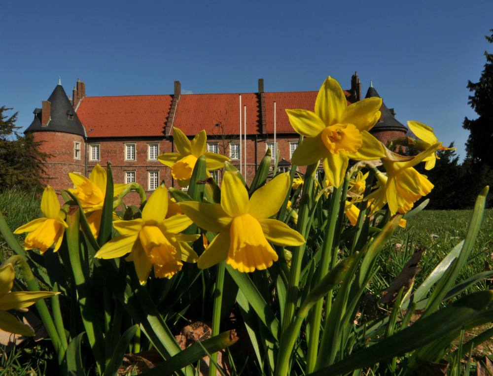 Riesenblumen