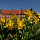 Riesenblumen