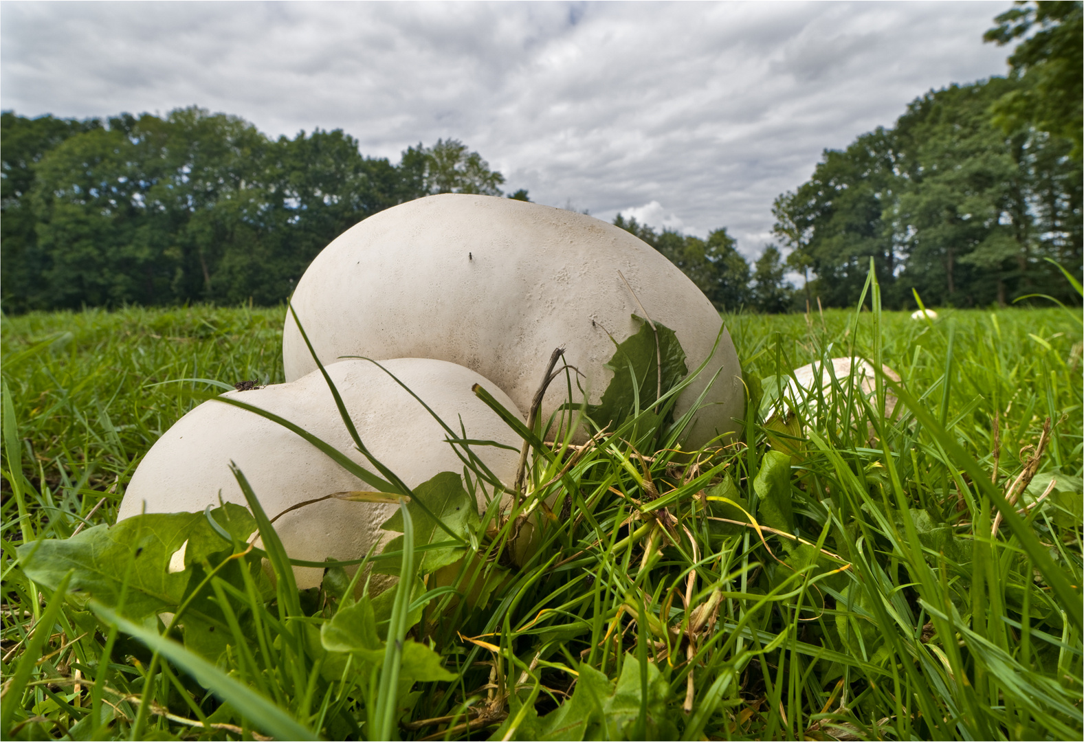 Riesenbovist Aufmarsch 