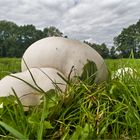 Riesenbovist Aufmarsch 