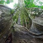 Riesenbrettwurzel aus dem Tieflandregenwald von Kolumbien