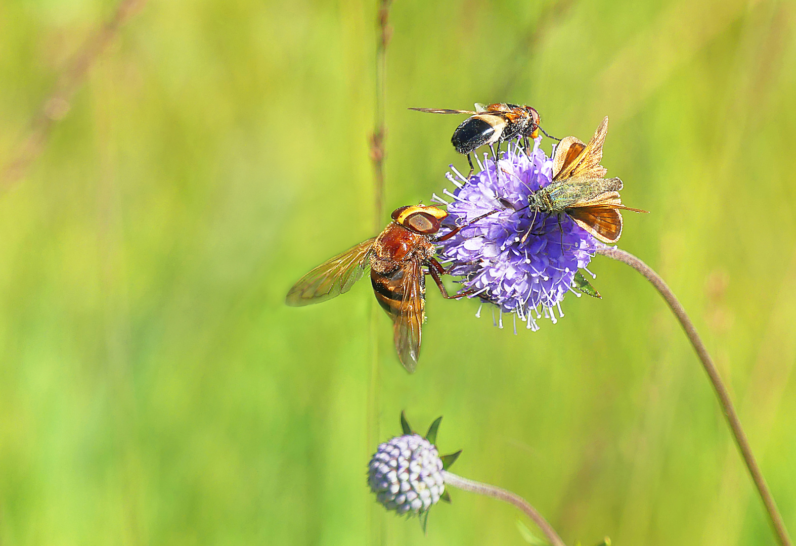 Riesenbrummer