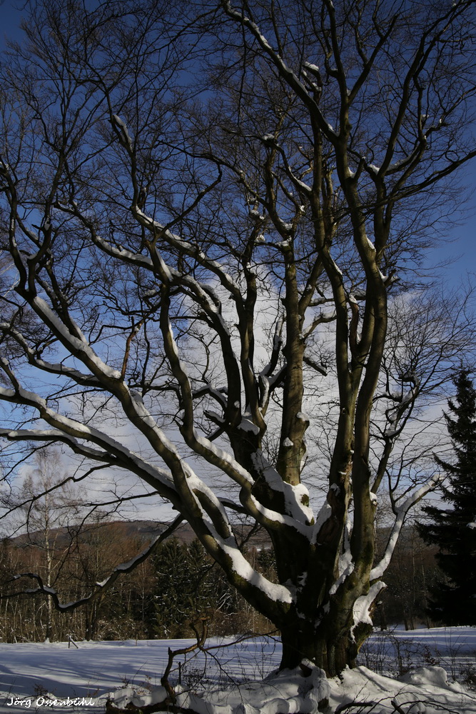 Riesenbuche bei Oberbach (2)