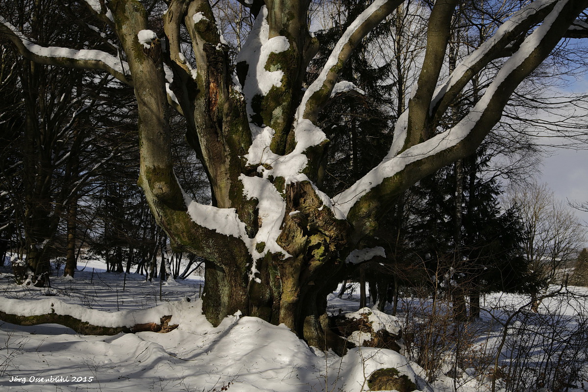 Riesenbuche bei Oberbach