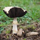 Riesenchamignon, Agaricus augustus