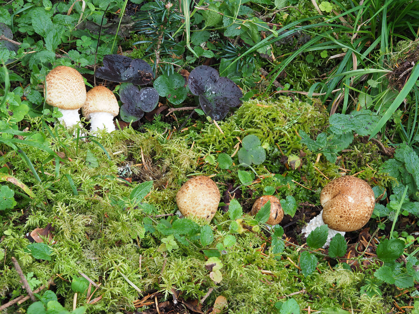 Riesenchampignon - Agaricus augustus