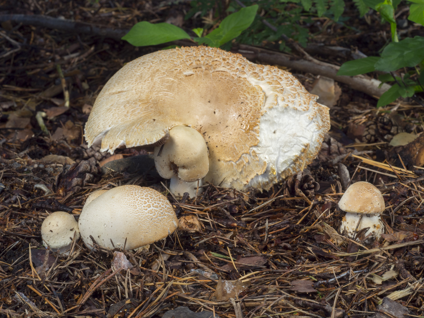 Riesenchampignon (Agaricus augustus)