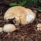 Riesenchampignon (Agaricus augustus)