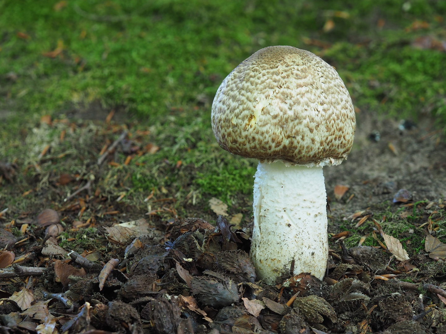 Riesenchampignon, Braunschuppiger Riesenegerling,