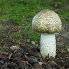 Riesenchampignon, Braunschuppiger Riesenegerling,